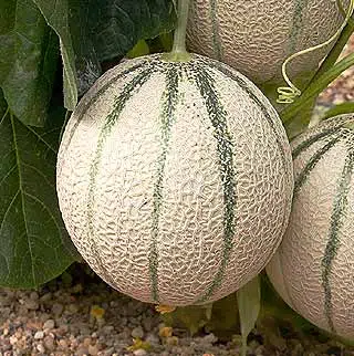 Le melon