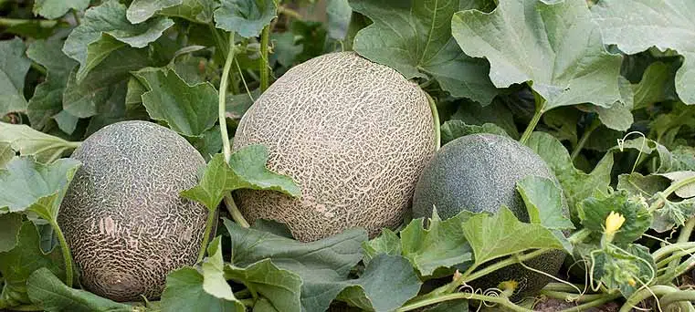 plantation de melon