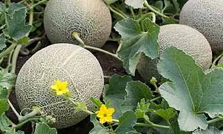 melon au potager