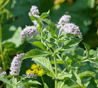 Menthe en fleur