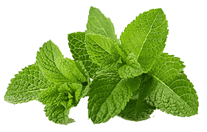 Menthe fraîche
