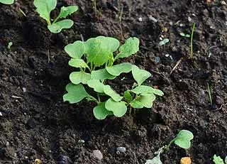 navet au potager