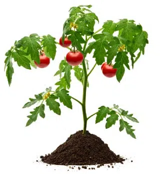 Plant de tomate