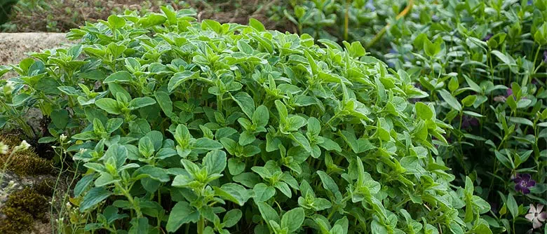 Origanum vulgare (origan) jeune plant dans un massif