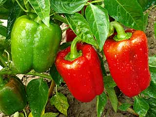 différentes sortes de piment