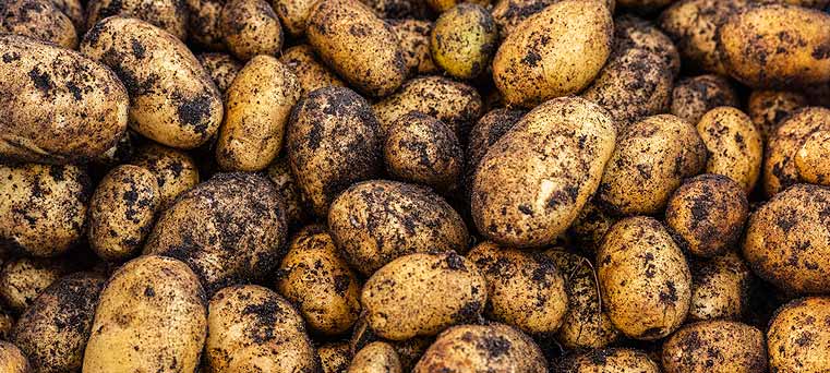 Origine de la pomme de terre