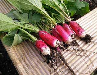 variétés de radis