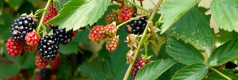 Ronce au fond du jardin
