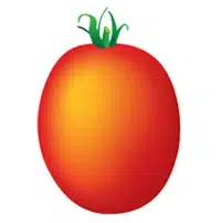 Tomate ronde allongée