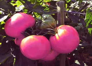 Tomate Rose de Berne