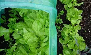 jeune salade au potager