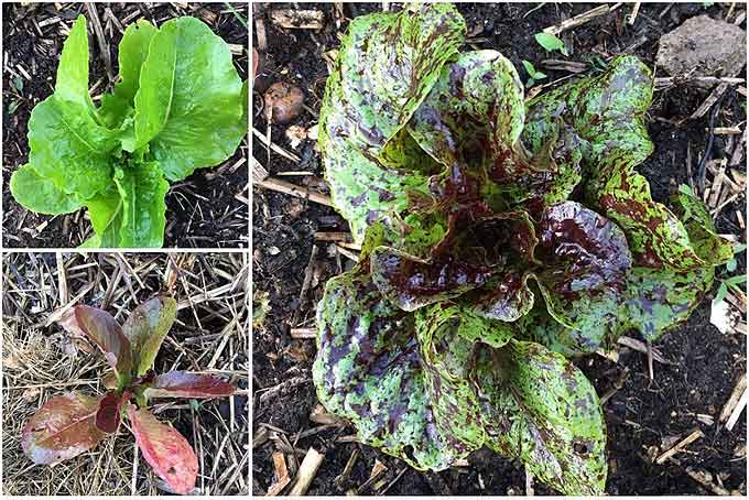 salade dans le potager