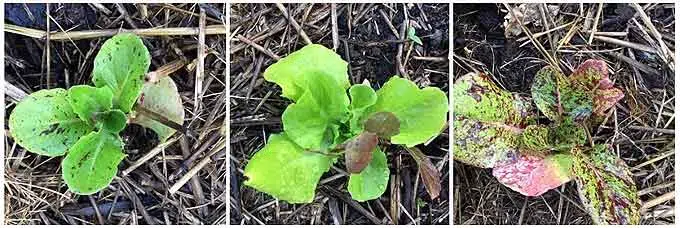 jeunes salades dans le potager