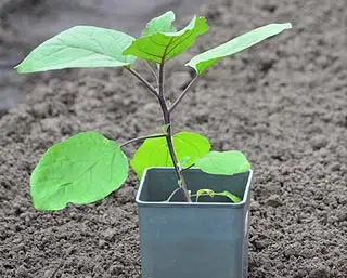 Plant d'aubergine à repiquer