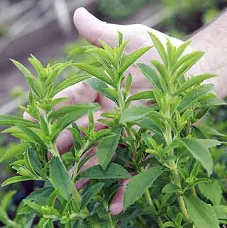 Stevia : planter et cultiver – PagesJaunes