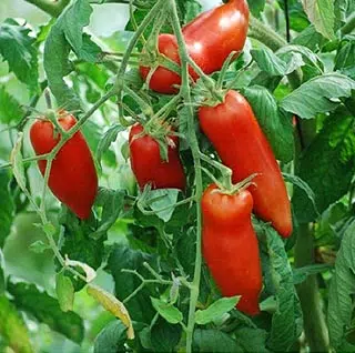 Tomate cornue des Andes