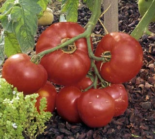 Tomate Donna F1
