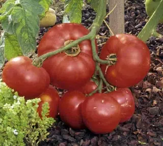 Tomate Donna F1