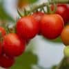 Les tomates en grappe