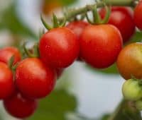 Les tomates en grappe