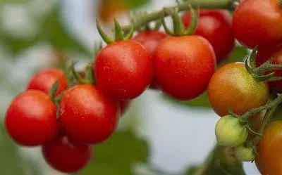 Les tomates en grappe