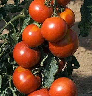 Tomate Fandango