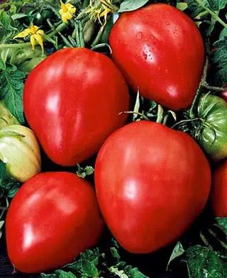 Tomate Fleurette F1