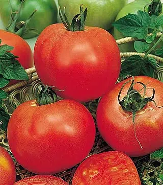 Tomate Fournaise