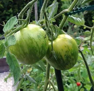 Tomate Green Zebra de mon potager