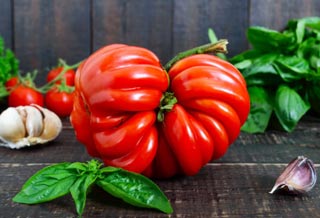 Tomate hybride