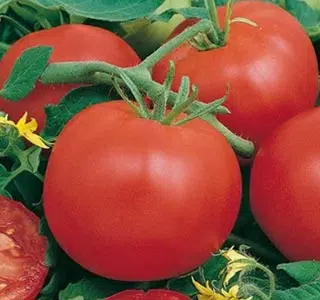 Tomate Montfavet