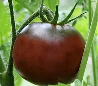 Tomate noire de crimée