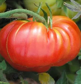 Tomate potiron écarlate