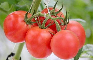 Tomate Pyros