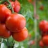 Tomates rondes de saison