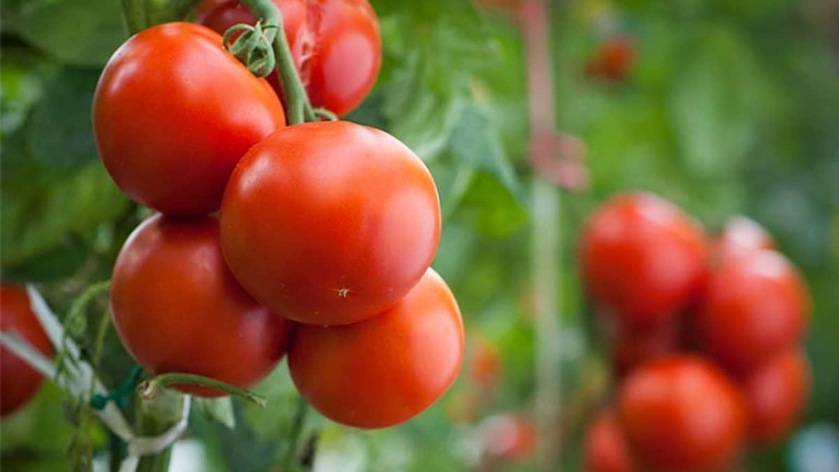 500 G De Tomates Combien De Tomates Tomates rondes de saison : excellent rendement au potager !