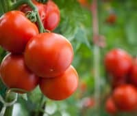 Tomates rondes de saison