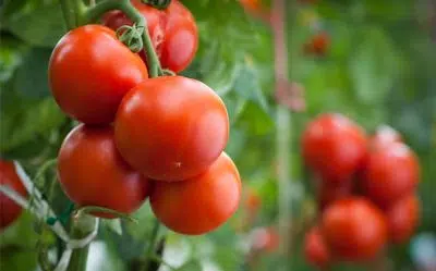 Tomates rondes de saison