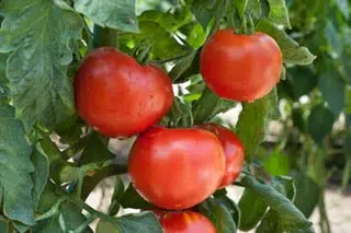 Tomate Bali F1