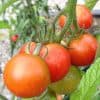 Les tomates rondes précoces