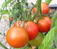 Les tomates rondes précoces