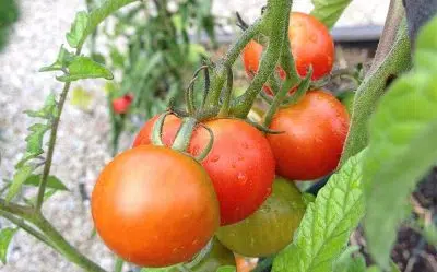 Les tomates rondes précoces