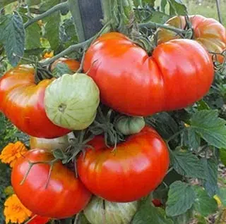 Tomate russe rouge