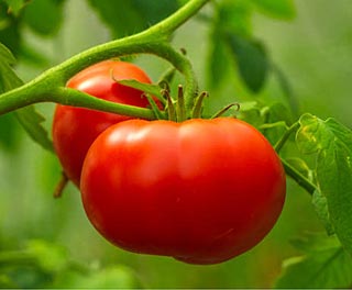 Tomate Trésor F1