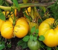 Les tomates énormes : tomate ananas du potager