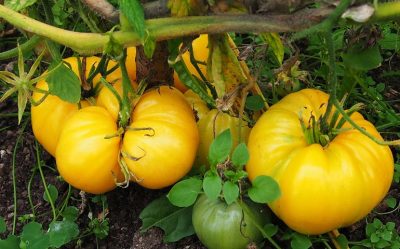 Les tomates énormes : tomate ananas du potager