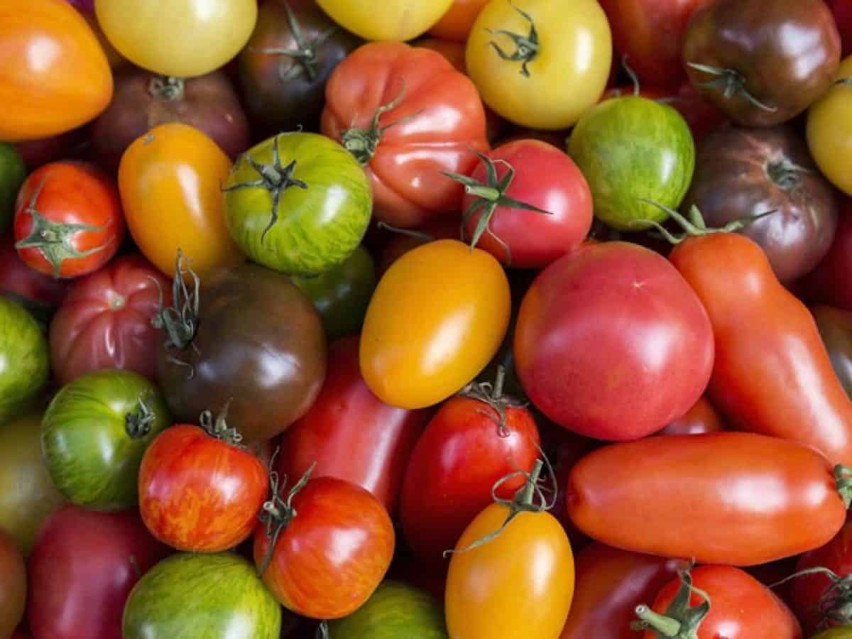 Combien De Varietes De Tomates En France Tomate : formes et variétés. Une tomate hybride, c'est quoi ?