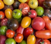 Les variétés de tomates