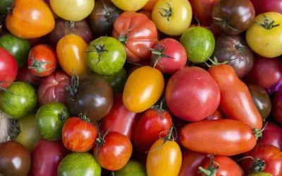 Les variétés de tomates