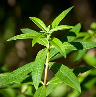 La verveine